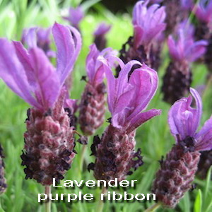 lavender purple ribbon 2