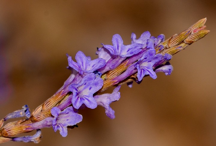 Lavandula coronopifolia 