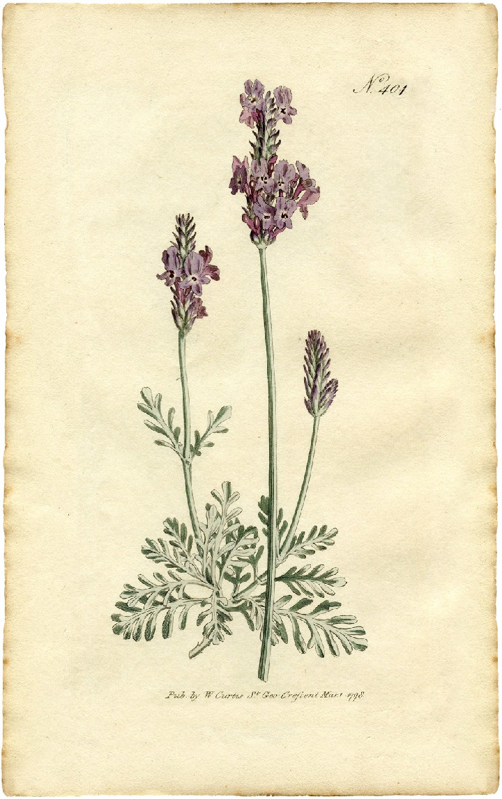 лаванда, старинный ботанический рисунок