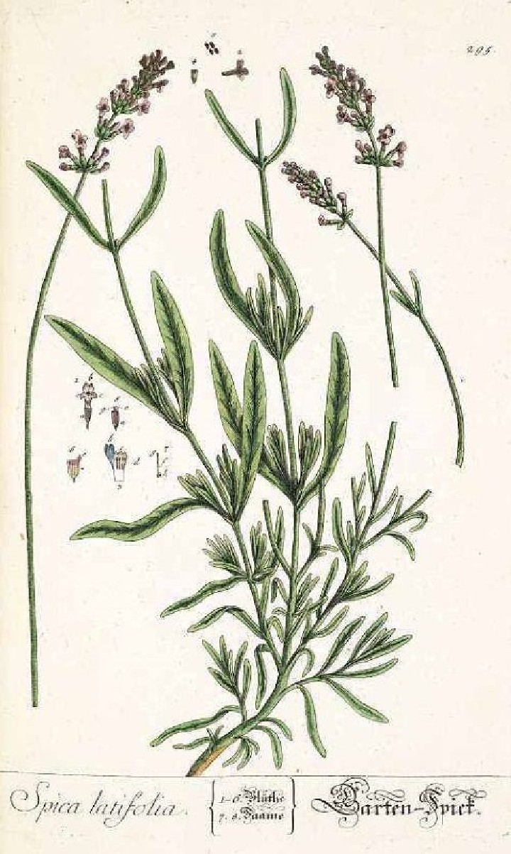 Лаванда широколистная(Lavandula latifolia)